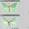 Hemistola chrysoprasaria (Esper, 1795)