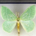 <!--hidden-->Hemistola chrysoprasaria (Esper, 1795)-Argentenay