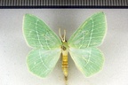 <!--hidden-->Hemistola chrysoprasaria (Esper, 1795)-Argentenay