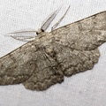 Hypomecis punctinalis (Scopoli, 1763)-In natura