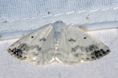 Lomographa temerata (Denis & Schiffermüller, 1775)