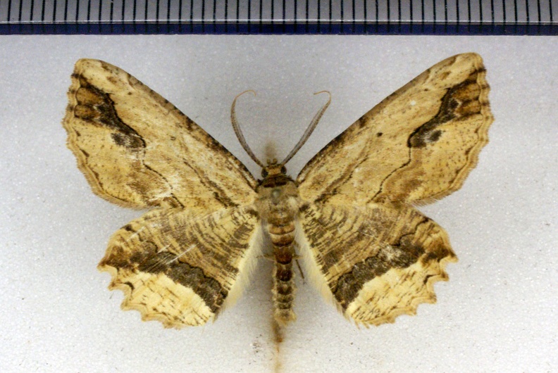 Menophra abruptaria (Thunberg, 1792)-Senonches.JPG