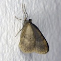 Operophtera brumata (Linnaeus, 1758)-In natura