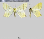 Ourapteryx sambucaria (Linnaeus, 1758)