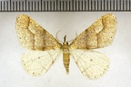 <!--hidden-->Phigaliohybernia marginaria (Fabricius, 1777)-Senonches