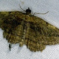 Philereme transversata (Hufnagel, 1767)