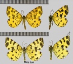 Pseudopanthera macularia (Linnaeus, 1758)