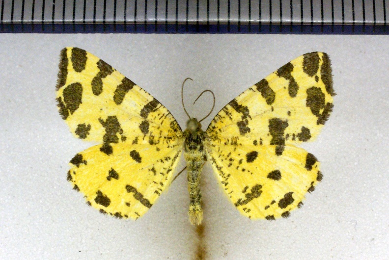 Pseudopanthera macularia (Linnaeus, 1758)-Senonches.JPG