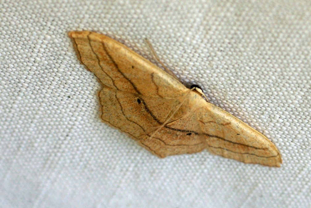 Scopula imitaria (Hübner, 1799)