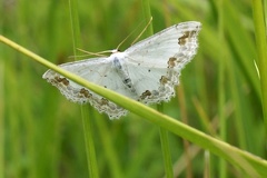 Scopula ornata (Scopoli, 1763)