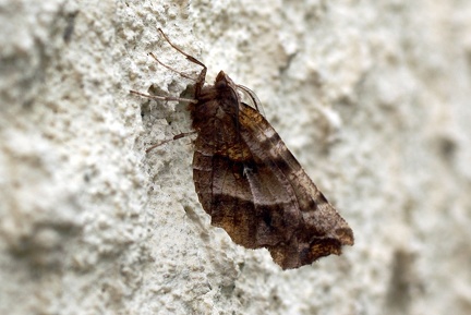 Selenia dentaria (Fabricius, 1775)-In natura