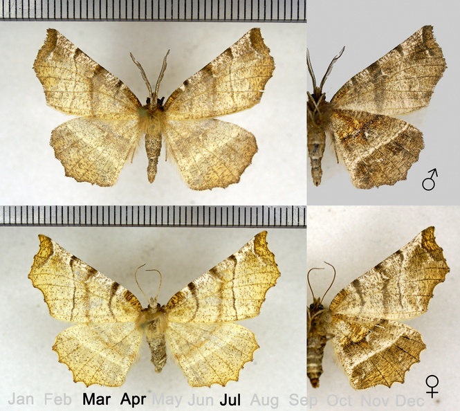 Selenia dentaria (Fabricius, 1775).jpg