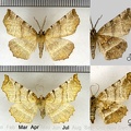 Selenia dentaria (Fabricius, 1775)