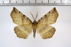 <!--hidden-->Selenia dentaria (Fabricius, 1775)-Soulaires