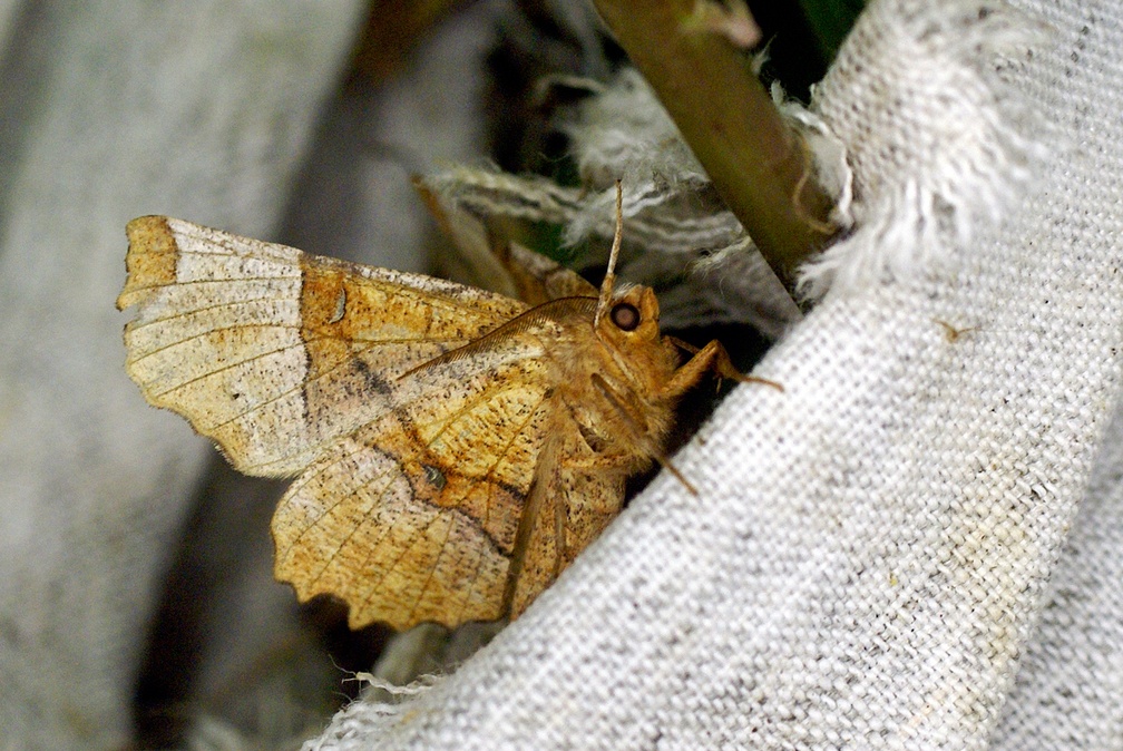 Selenia lunularia (Hübner, 1788) ♂