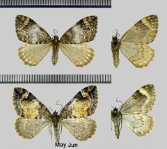 Dysstroma truncata (Hufnagel, 1767)