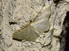 Idaea fuscovenosa (Goeze, 1781)-In natura