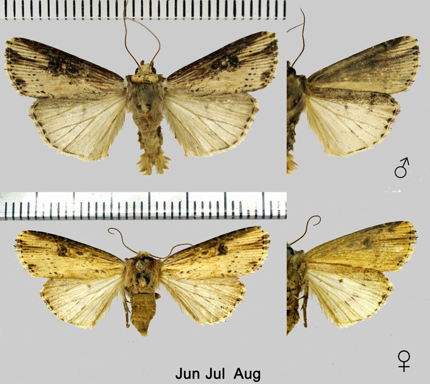 Axylia putris (Linnaeus, 1760)