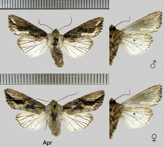 Egira conspicillaris (Linnaeus, 1758)