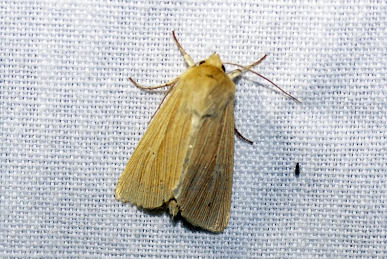 Mythimna pallens (Linnaeus, 1758)-In natura