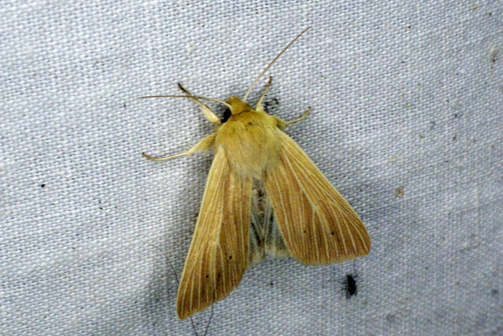 Mythimna pallens (Linnaeus, 1758)-In natura