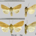 Mythimna pallens (Linnaeus, 1758)