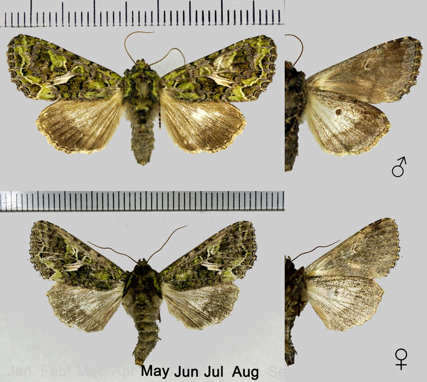 Trachea atriplicis (Linnaeus, 1758)