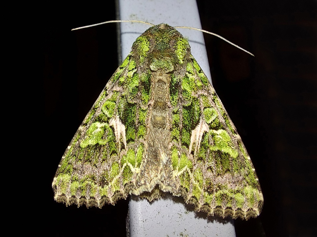 Trachea atriplicis (Linnaeus, 1758)-In natura