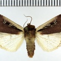 <!--hidden-->Ochropleura plecta (Linnaeus, 1760)-Senonches