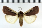 <!--hidden-->Ochropleura plecta (Linnaeus, 1760)-Senonches
