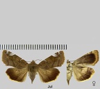 Cosmia affinis (Linnaeus, 1767)