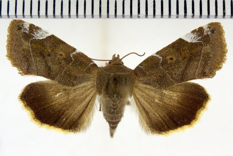 Cosmia affinis (Linnaeus, 1767)-Soulaires.JPG