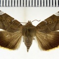 <!--hidden-->Cosmia affinis (Linnaeus, 1767)-Soulaires