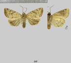 Cosmia trapezina (Linnaeus, 1758)