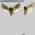 Anchoscelis lunosa (Haworth, 1809)