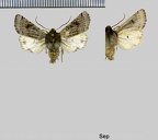 Anchoscelis lunosa (Haworth, 1809)