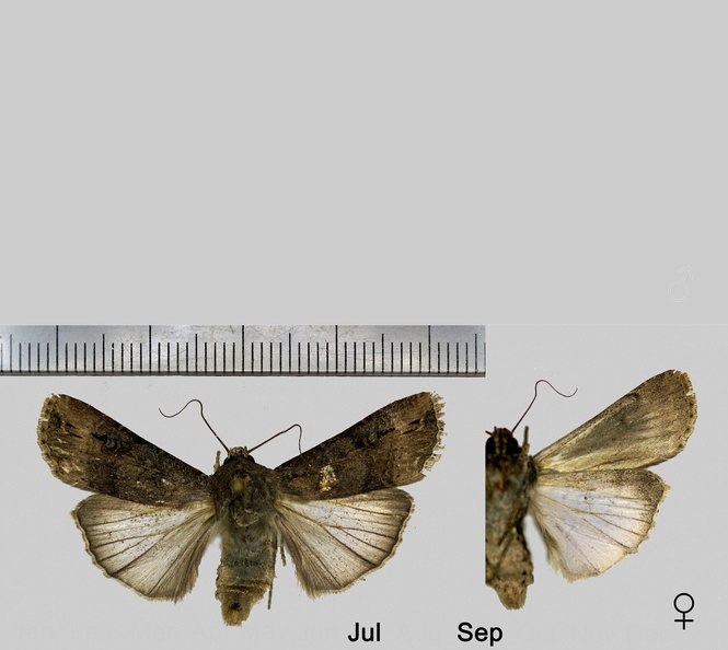 Agrotis ipsilon (Hufnagel, 1766)