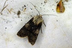 Agrotis puta (Hübner, 1803)-In natura