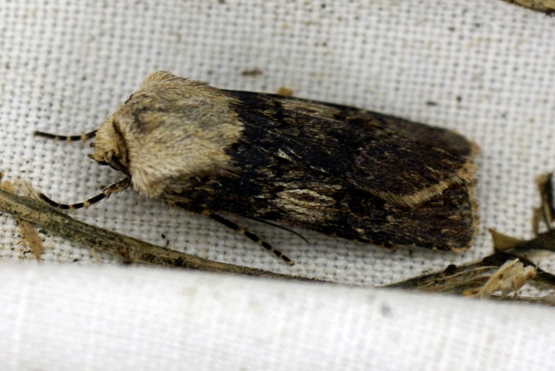 Agrotis puta (Hübner, 1803)-In natura