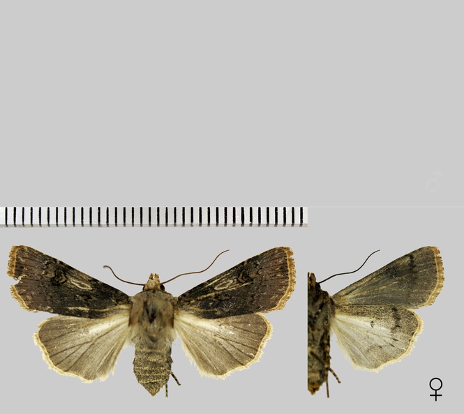 Agrotis puta (Hübner, 1803)-1