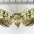 <!--hidden-->Griposia aprilina (Linnaeus, 1758)-Soulaires