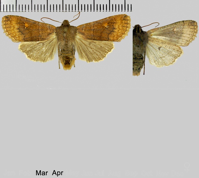 Eupsilia transversa (Hufnagel, 1766)-1