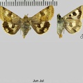 Heliothis viriplaca (Hufnagel, 1766)