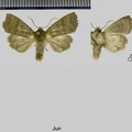 Ipimorpha subtusa (Denis & Schiffermüller, 1775)