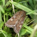 Lacanobia oleracea (Linnaeus, 1758)-In natura