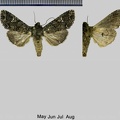 Mamestra brassicae (Linnaeus, 1758)