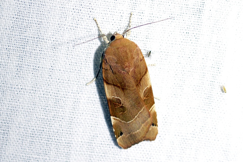 Noctua fimbriata (Schreber, 1759)-In natura