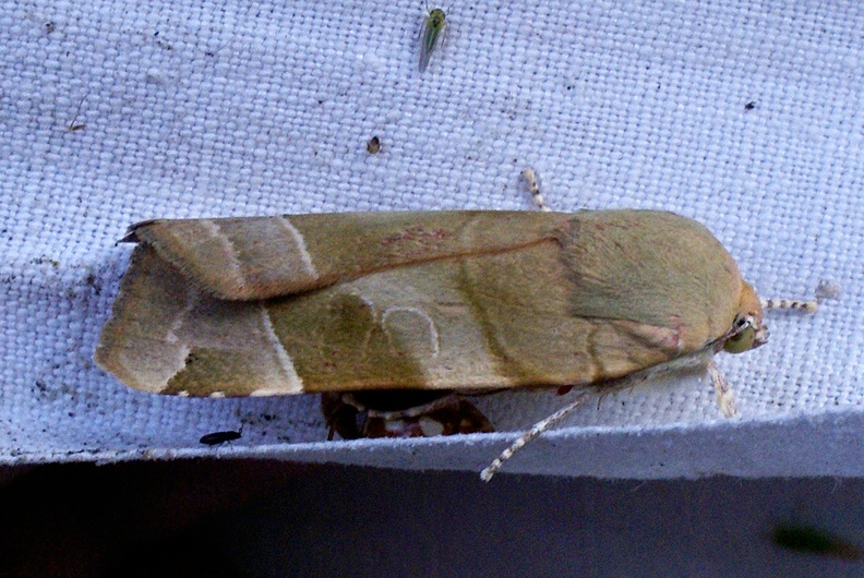 Noctua fimbriata (Schreber, 1759)-In natura