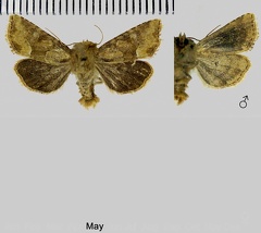 Oligia fasciuncula (Haworth, 1809)
