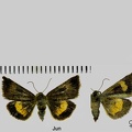 Panemeria tenebrata (Scopoli, 1763)